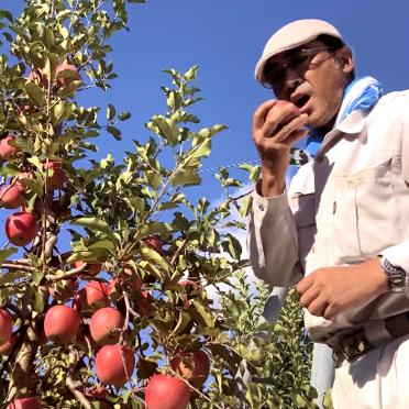 濃縮還元ではない生搾り🍎1リットル×3本🍎青森県産100％ストレート(無添加)　濃厚プレミアム　セレクト可能